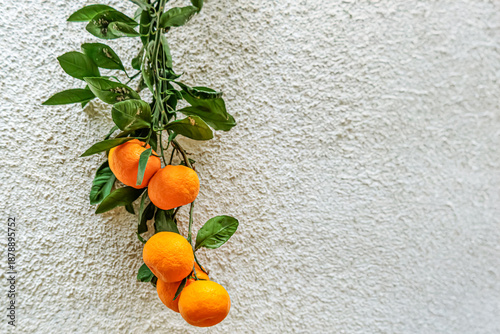 Tableau sur toile Bright mandarins on a leafy branch stand out against a rough wall in Georgia