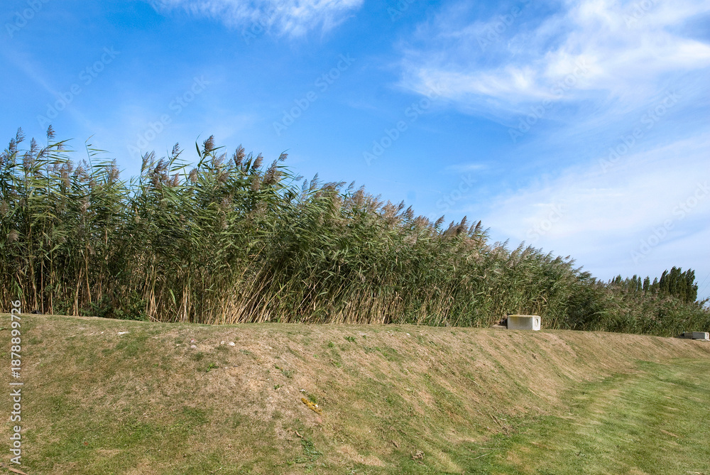 Fototapeta premium Typha latifolia, roseau, Massette, Station biologique des eaux usées , Honfleur, 14, Calvados, France