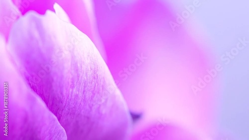 Wallpaper Mural Macro shot of a light purple flower petal edge with blurred soft pink gradient background Torontodigital.ca