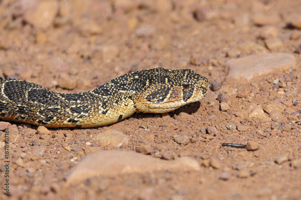 Fototapeta premium A Puff Adder slithers across a dirt road near Greyton.