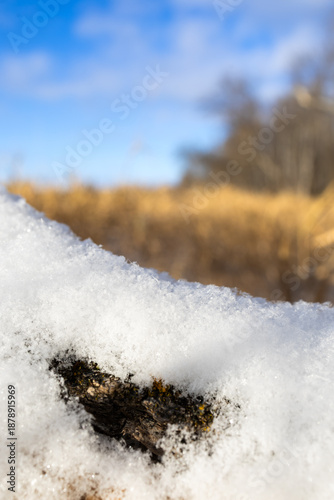 Snowy log in front of grasses during Canadian Fall