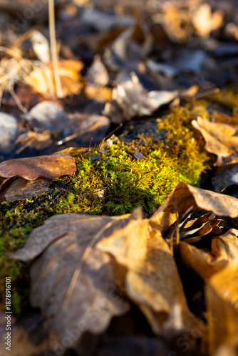 Leave sitting on mossy log in forest 