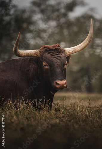 Texas Longhorn Cattle Portrait with Massive Curved Horns