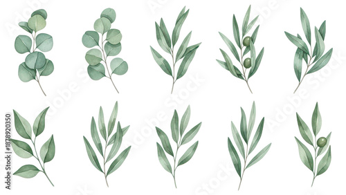 Watercolor floral illustration set   green leaf branches collection, for wedding stationary, greetings, wallpapers, fashion, background. Eucalyptus, olive, green leaves, etc.