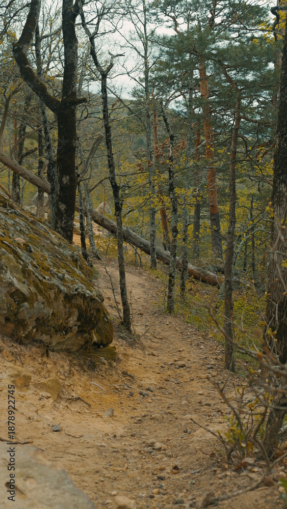 Fototapeta premium Winding dirt trail through a quiet hillside forest with mossy rocks and early spring foliage.