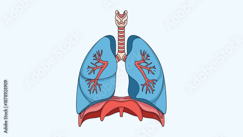 Illustration of the human respiratory system with lungs and trachea