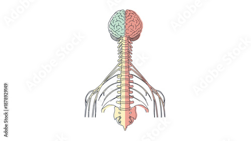 Illustration of the human brain and central nervous system