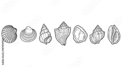 Collection of various seashells