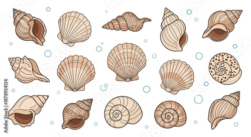 Large collection of various sea shell types and shapes with bubbles on white background for marine design.