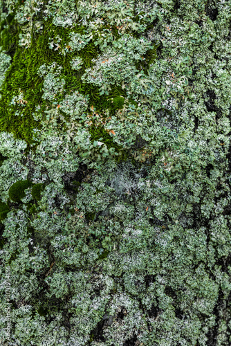 Grüne Flechten an einer Baumrinde im Schwatzen Moor, Rhön, Bayern, Deutschland