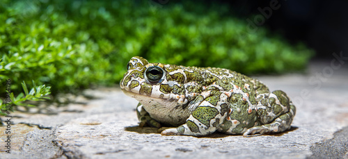 Wechselkröte Bufo viridis auf einem Stein