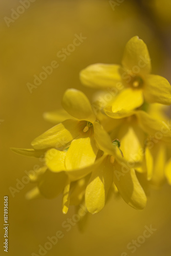 A closeup of delicate yellow flower petals bathed in warm spring light, captu...