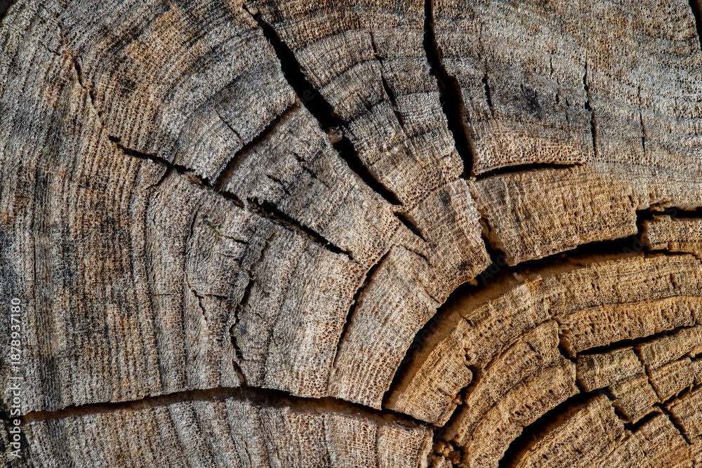 Fototapeta premium A detailed close-up of an old tree stump showing concentric rings, cracks, and weathered grain. Perfect for nature, rustic, or wood texture themes and stock imagery.