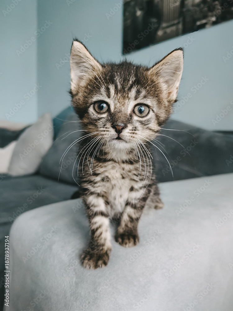 Fototapeta premium Słodki kotek