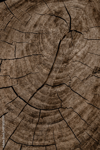 A detailed close-up of weathered wood showing circular rings, deep cracks, an...