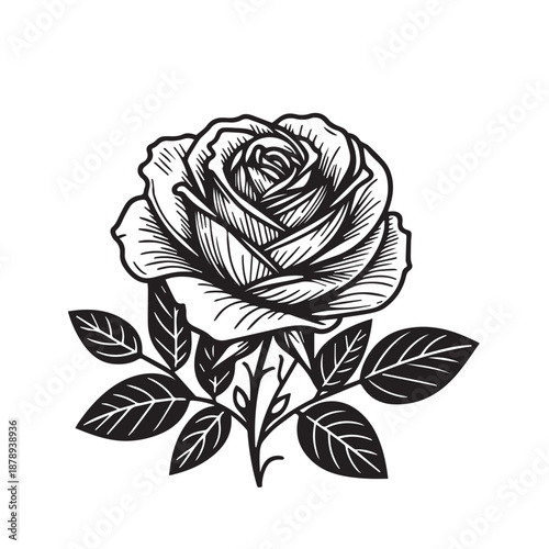 Detailed rose with leaves in black and white line art style illustration