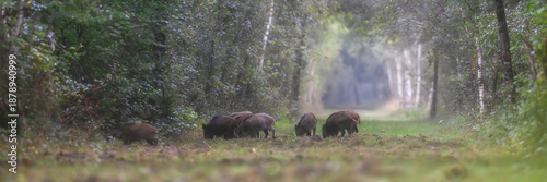 Canvas Print Company of young Wild boars crossing a forest path while searching for food on a foggy morning