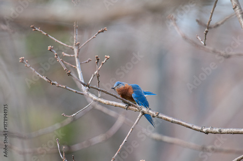 Eastern Bluebird stretching and scratching on a tree branch in New York