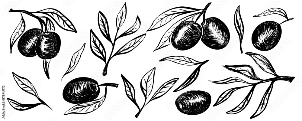 Naklejka premium Set of hand drawn olive branches and leaves. Contemporary abstract minimal art. Collection of sketch illustration in vintage crayon charcoal style. Free hand olive tree branches, oil packaging