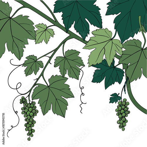set of vine leaves