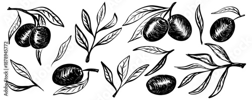 Set of hand drawn olive branches and leaves. Contemporary abstract minimal art. Collection of sketch illustration in vintage crayon charcoal style. Free hand olive tree branches, oil packaging