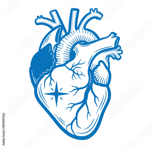 Detailed illustration of a human heart with veins and arteries in blue lines