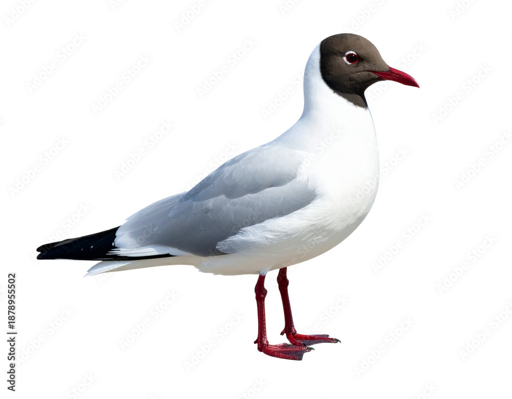 Fototapeta premium Black headed gull standing on a solid black background bird wildlife