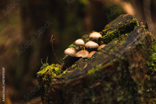 vista macro di parte del ceppo di un vecchio albero tagliato con alcuni piccoli funghi dai colori chiari cresciuti sulla sua superficie