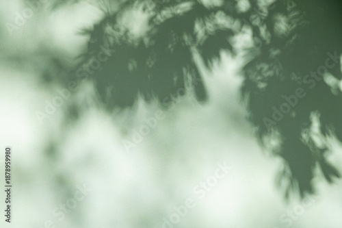 Abstract Nature Shadow Background, Soft Foliage and Tree Branch Silhouettes on Sage Green Textured Wall.
