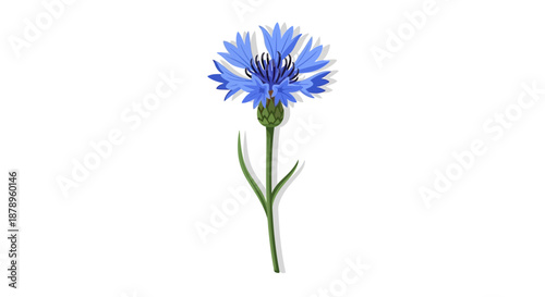 Vibrant Mimosa Flower Branch Illustration