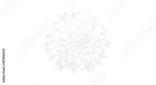 Yellow and red spotted orchid flowers with green leaves on a white background.