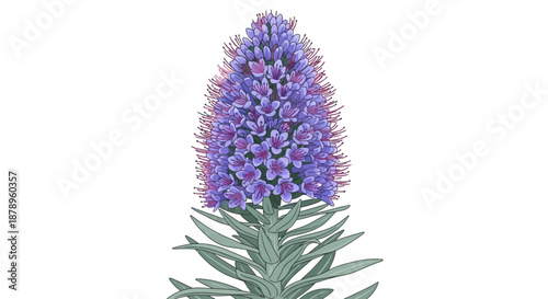 Illustration of a purple aster flower with green leaves.