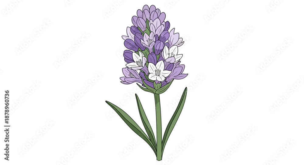 Obraz premium A single white oleander flower illustration on a white background.