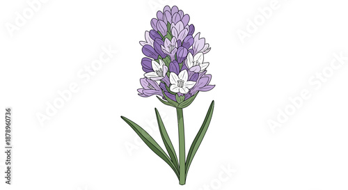 A single white oleander flower illustration on a white background.