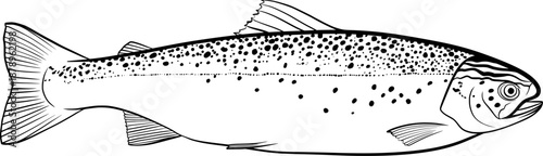 salmon hand drawn vector illustration