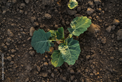 Fotografie Top view of young oilseed rapeseed and canola plant growing in fertile soil, ear