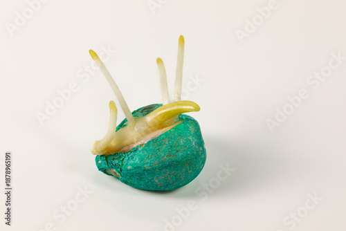 Obraz na płótnie Closeup of treated corn seed germination isolated on white background