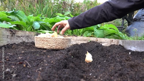 Man plants giant garlic in the garden