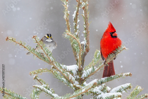 01530-24720 Northern Cardinal (Cardinalis cardinalis) male & White-throated Sparrow in spruce tree in winter snow Marion Co. IL
