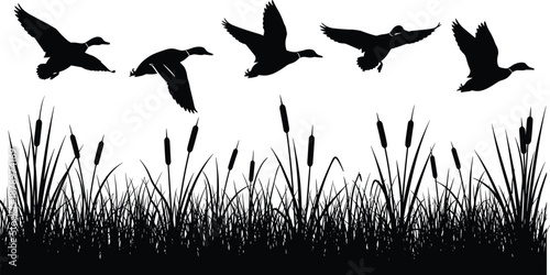 Flying birds silhouette over wetland reeds and grass landscape, wildlife nature scene illustration, marsh birds vector background design
