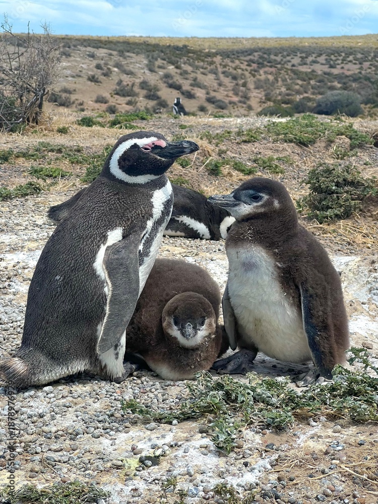 Fototapeta premium Pinguim e seus Filhotes em Habitat Natural. Cena adorável retrata família de pinguins de Magalhães na Patagônia Argentina.