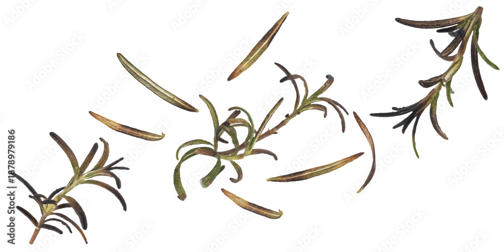 Fototapeta premium Grilled rosemary herbs, charred aromatic leaves isolated on white background