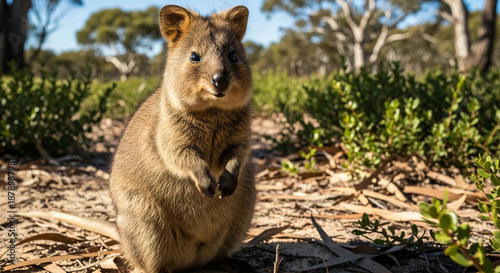 Friendly quokka standing in the scrubland under bright sunlight