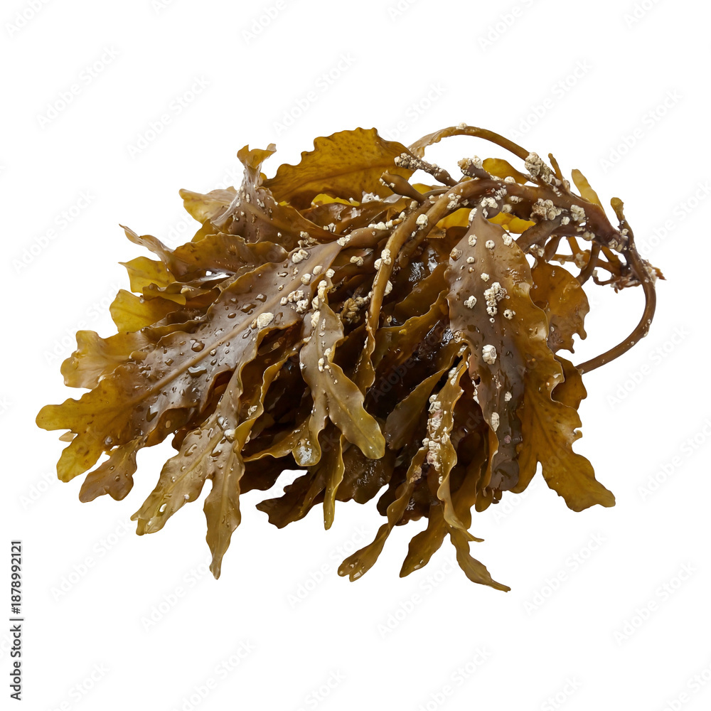 Obraz premium Pterygophora seaweed displaying broad, leathery brown blades with ruffled edges and attached stipes, a robust kelp species characteristic of cold marine coastal ecosystems.