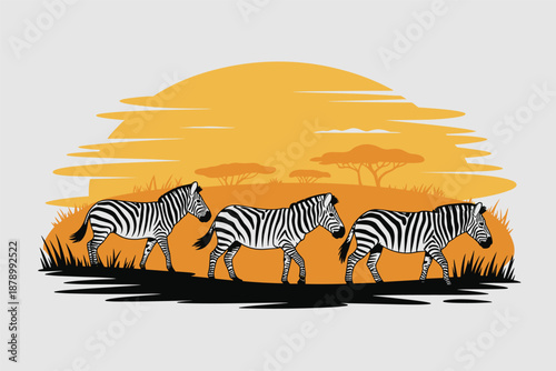 Zebras Walking in African Sunset, African wildlife concept