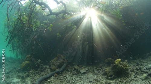 Sunlight descends into a dark, blue water mangrove forest in Raja Ampat, Indonesia. This scenic region supports an extraordinary amount of marine biodiversity and is a popular destination for divers.