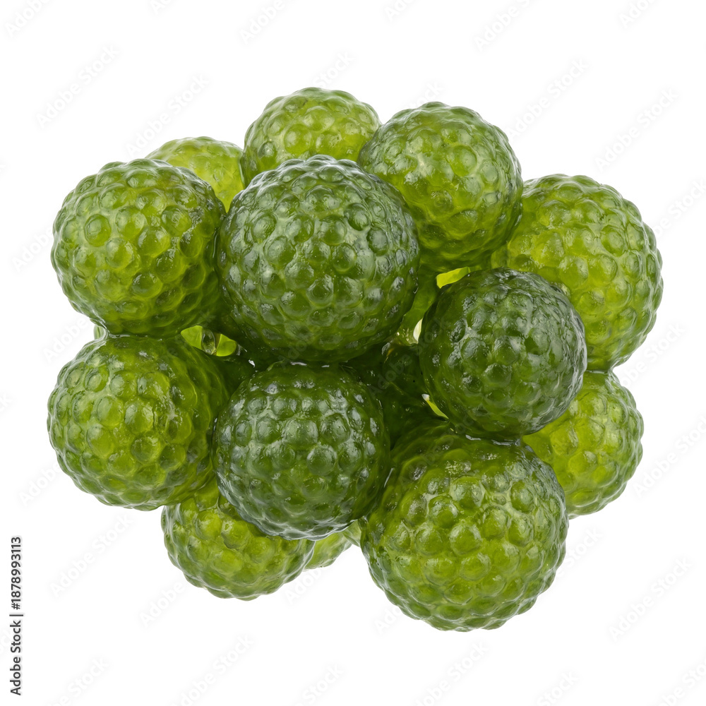 Fototapeta premium Dictyosphaeria seaweed showing clustered spherical green vesicles with glossy texture and cellular patterns, representing marine algae commonly found in tropical shallow reefs.