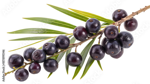 Freshly picked dark açaí berries on a branch with vibrant green leaves