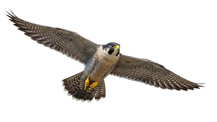 Magnificent peregrine falcon soaring with outstretched wings against a solid black background