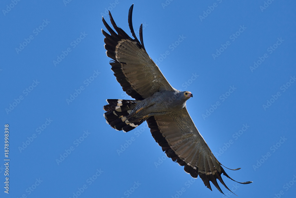 Fototapeta premium African Harrier-Hawk (Polyboroides typus) in flight against a blue sky in South Luangwa National Park, Zambia